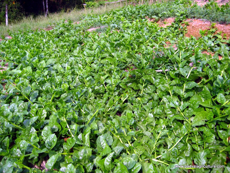 PADVAL AGRICULTURE AND FARM ENTERPRISES Technique of Growing Indian